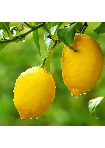 Yediveren Limon Fidanı 160 cm Tüplü Topraklı 2 Yaşında Aşılı Ağaç Fidanı