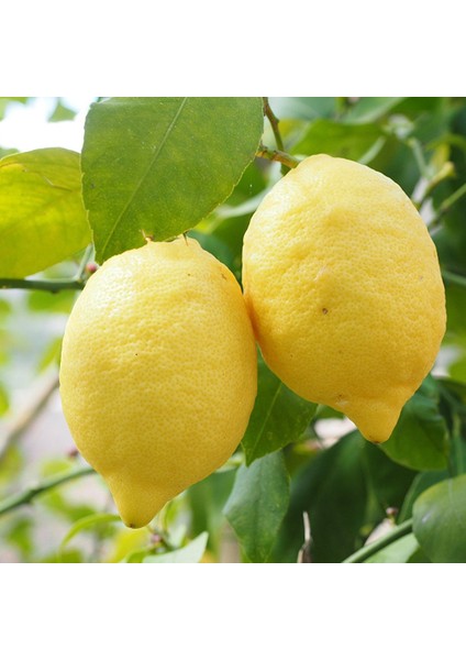 Yediveren Limon Fidanı 160 cm Tüplü Topraklı 2 Yaşında Aşılı Ağaç Fidanı