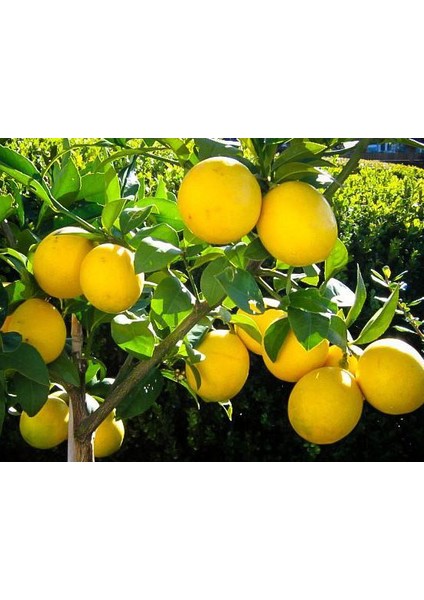 Yediveren Limon Fidanı 160 cm Tüplü Topraklı 2 Yaşında Aşılı Ağaç Fidanı