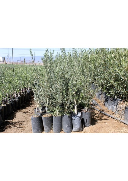 Gemlik Zeytin Fidanı 110 cm Tüplü Topraklı 2 Yaşında Aşılı Ağaç Fidanı fiyatları