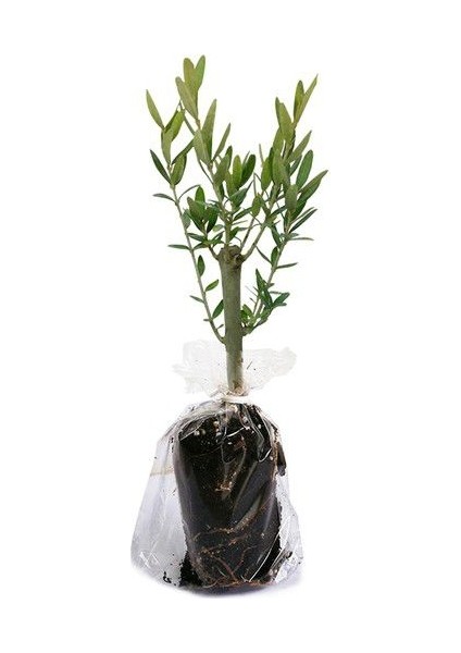Gemlik Zeytin Fidanı 110 cm Tüplü Topraklı 2 Yaşında Aşılı Ağaç Fidanı modelleri