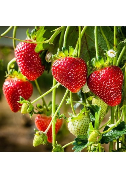 Çilek Fidesi (Albion) Taze Söküm Açık Kök 4 Mevsim Çilek Fidanı 10'lu