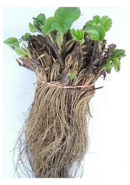 Çilek Fidesi (Albion) Taze Söküm Açık Kök 4 Mevsim Çilek Fidanı 10'lu modelleri