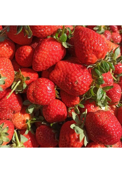 Çilek Fidesi (Albion) Taze Söküm Açık Kök 4 Mevsim Çilek Fidanı 10'lu fırsatları