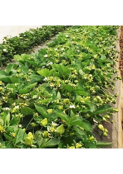 Çilek Fidesi (Albion) Taze Söküm Açık Kök 4 Mevsim Çilek Fidanı 10'lu indirimleri