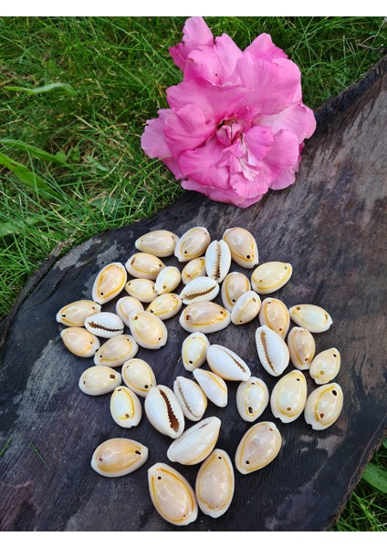 Deniz Kabuğu 40 gr Paket Kavrulmuş -2 Delikli