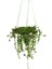 Senecio (14 cm Saksıda) 1