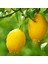 Yediveren Limon Fidanı 160 cm Tüplü Topraklı 2 Yaşında Aşılı Ağaç Fidanı 1