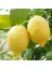 Yediveren Limon Fidanı 160 cm Tüplü Topraklı 2 Yaşında Aşılı Ağaç Fidanı 2