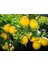Yediveren Limon Fidanı 160 cm Tüplü Topraklı 2 Yaşında Aşılı Ağaç Fidanı 3