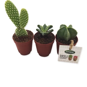 Kaktüs Sukulent Seti Vionk 3'lü Yeni Seri
