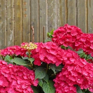 Rüzgar Botanik Kırmızı Ortanca Fidanı Saksılı 80 cm 100 cm Buyuk Boy