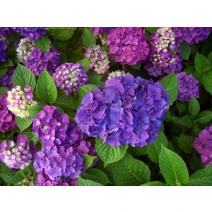 Rüzgar Botanik Mor Ortanca Fidanı Saksılı 80 cm 100 cm Buyuk Boy