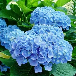 Rüzgar Botanik Mavi Ortanca Fidanı Saksılı 80 cm 100 cm Buyuk Boy