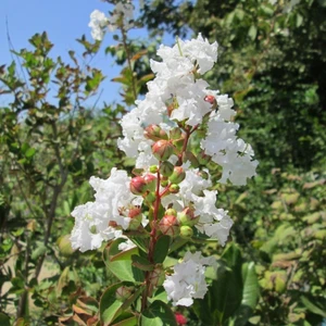 Rüzgar Botanik Beyaz Oya Ağacı Fidanı Saksılı 60 cm 80 cm