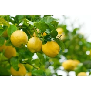 Evedair Butik 3 Yaşlı Mayer Limon Fidanı