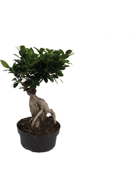 Ficus Bonsai 9 cm Plastik Saksıda