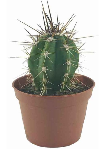 Trichocereus Candicans Kaktüs (5,5 cm Saksıda)