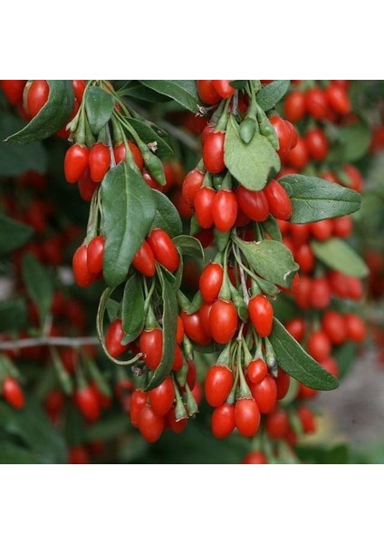 Tüplü Fidan Goji Berry (Kurt Üzümü) FIDANI(10-15CM)