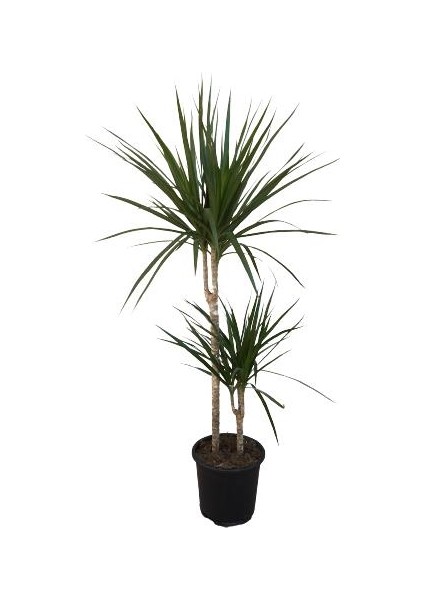 Armenbotanik Ikili Marginata Bitkisi - Dracena Marginata