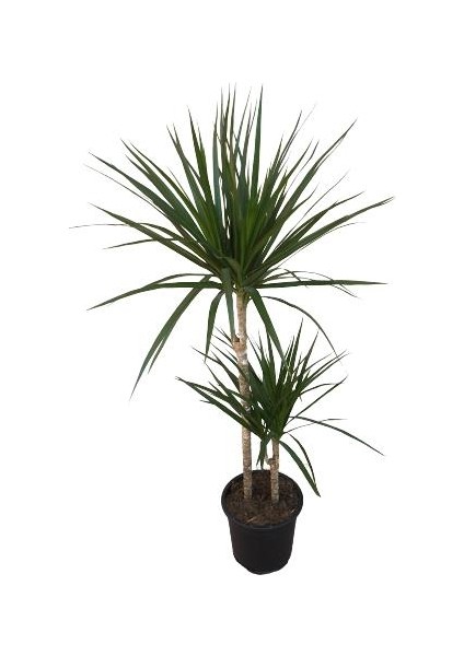 Armenbotanik Ikili Marginata Bitkisi - Dracena Marginata fiyatları
