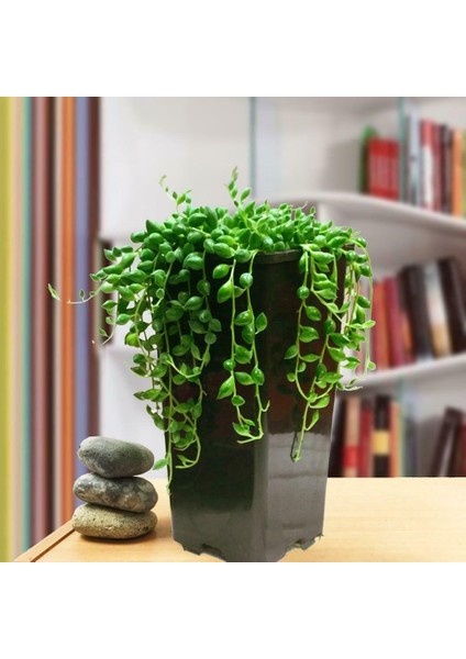 Senecio Teardrops Bitkisi