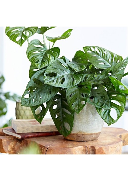 Deve Tabanı Monstera Monkey