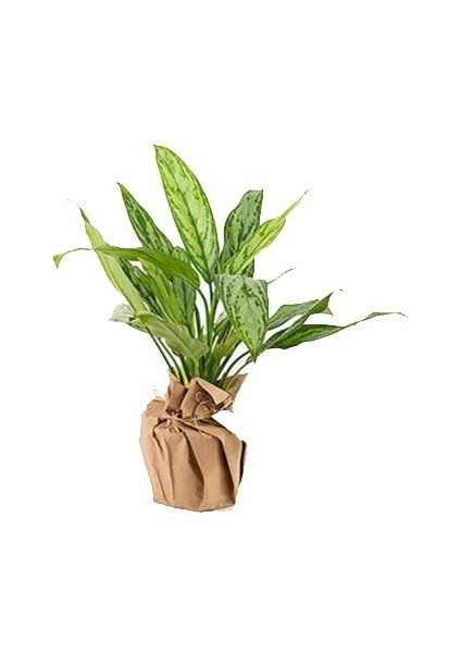 Aglaonema Leon Kraft Design