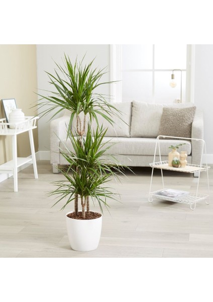 Marginata 3'lü 100CM Beyaz Dekoratif Saksılı