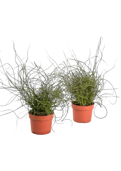 Juncus Effusus Spiralis X2