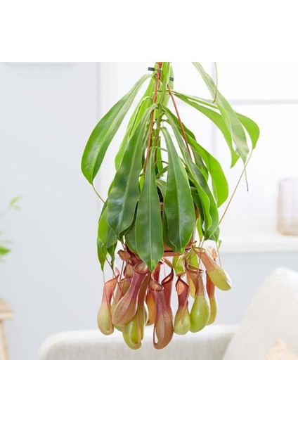 Nepenthes Ventricosa Maymun Bardağı