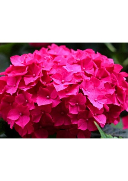 Kırmızı Ortanca Fidanı Saksılı 80 cm 100 cm Buyuk Boy modelleri