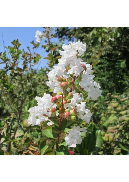 Beyaz Oya Ağacı Fidanı Saksılı 60 cm 80 cm