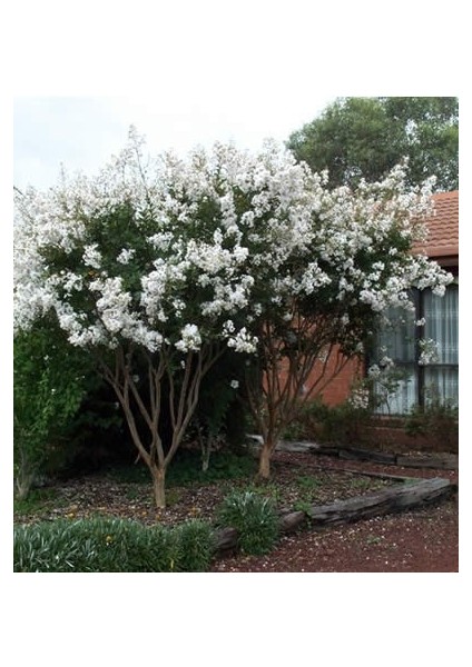 Beyaz Oya Ağacı Fidanı Saksılı 60 cm 80 cm fiyatları