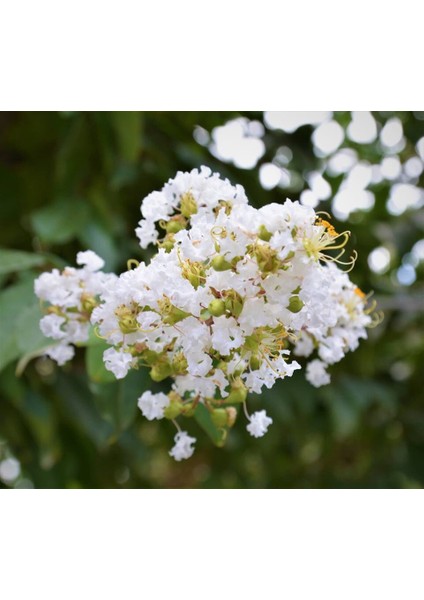 Beyaz Oya Ağacı Fidanı Saksılı 60 cm 80 cm modelleri