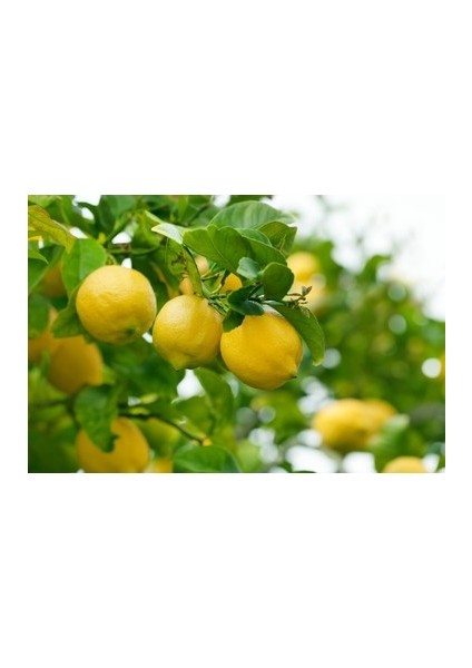 3 Yaşlı Mayer Limon Fidanı