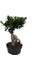 Ficus Bonsai 9 cm Plastik Saksıda 1