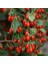 Tüplü Fidan Goji Berry (Kurt Üzümü) FIDANI(10-15CM) 1
