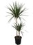 Armenbotanik Ikili Marginata Bitkisi - Dracena Marginata 1