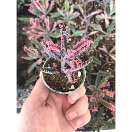 Ünal Kaktüs Kalanchoe Pink Butterflies (Pembe Aşkın Gözyaşı)