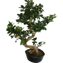 Armenbotanik Orta Boy S Bonsai (70 Cm)