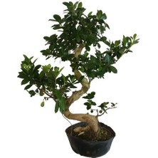 Armenbotanik Orta Boy S Bonsai (70 Cm)