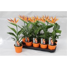 Peyzaj Burada Online Bahçe Market Starliçe Regina Cennet Kuşu (Strelitzia Reginae)