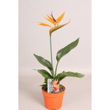 Peyzaj Burada Online Bahçe Market Starliçe Regina Cennet Kuşu (Strelitzia Reginae)