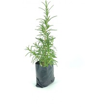 My Botanik Biberiye 20-25 cm Poşette