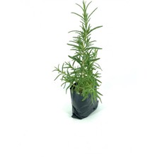 My Botanik Biberiye 20-25 cm Poşette-2'li