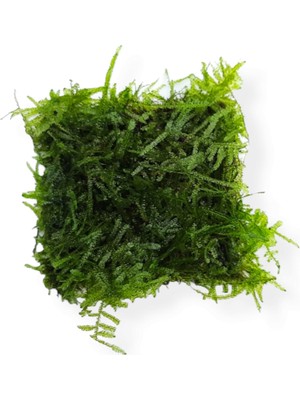 Akvaryum Bitkileri Christmas Moss 5x5