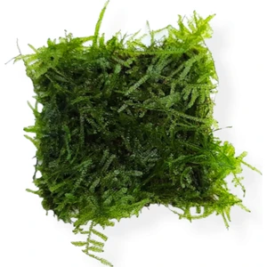 Akvaryum Bitkileri Christmas Moss 5x5