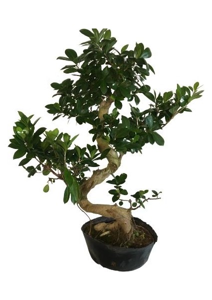 Orta Boy S Bonsai (70 Cm)