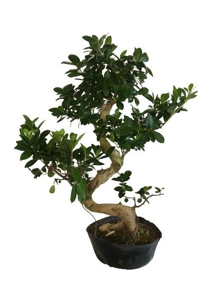 Orta Boy S Bonsai (70 Cm)